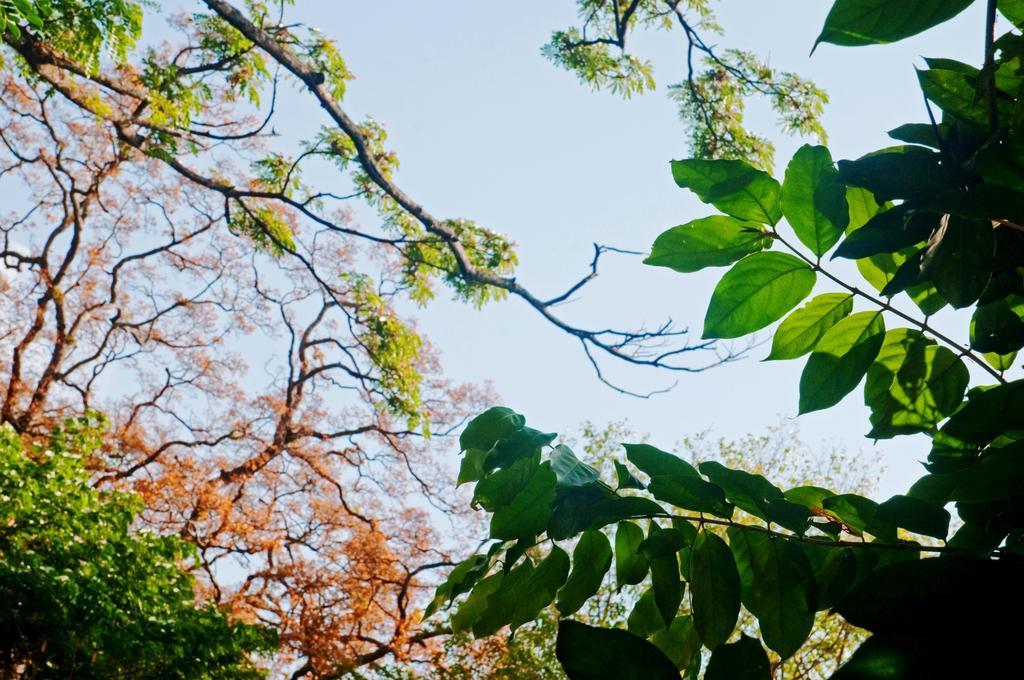 Raintree Villa Dambulla Exterior foto