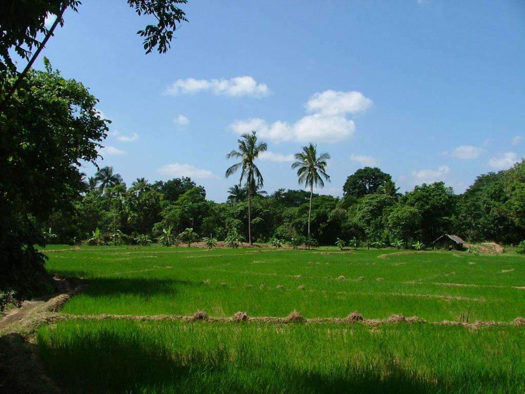 Raintree Villa Dambulla Exterior foto
